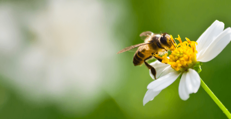 une abeille qui butine